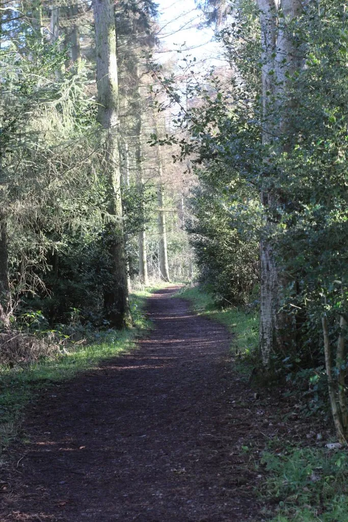 Woodland near Underbank Reservoir, Midhopestones - Easy Circular Walk with Kids from The Wandering Wildflower
