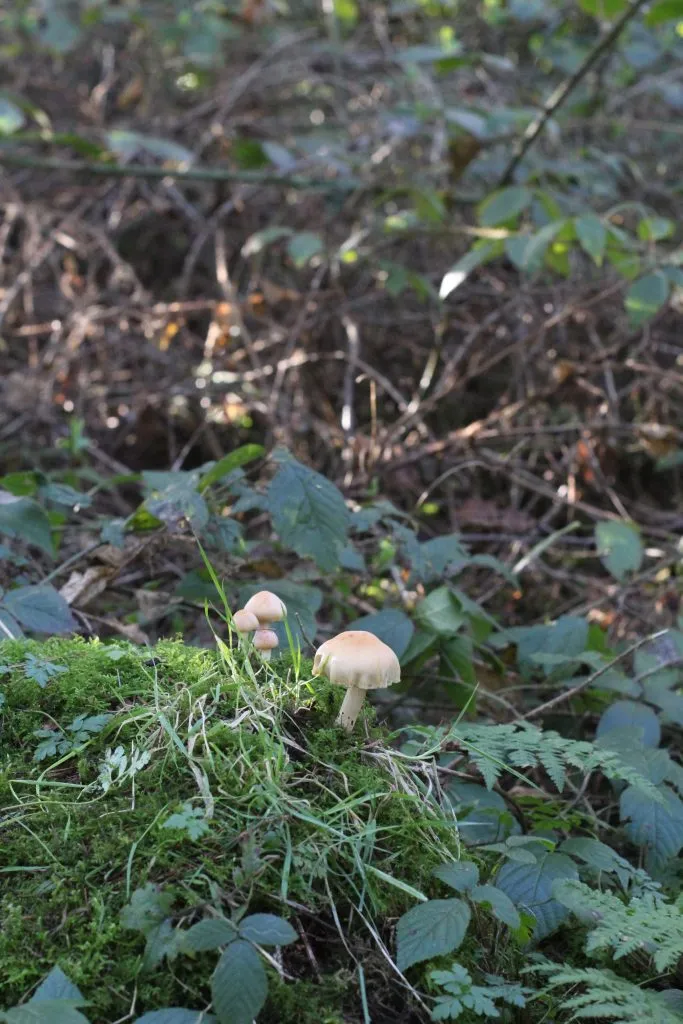 Tiny beige toadstool in woodland Underbank Reservoir, Midhopestones - Easy Circular Walk with Kids from The Wandering Wildflower