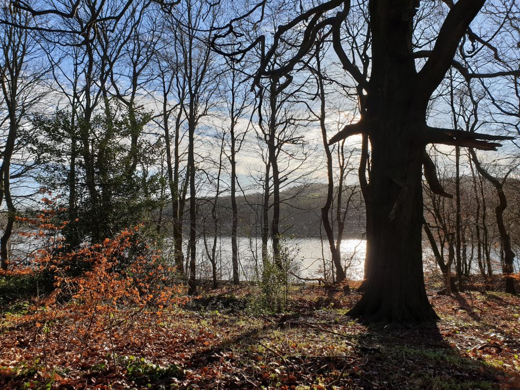 Woodland obscuring Underbank Reservoir, Midhopestones - Easy Circular Walk with Kids from The Wandering Wildflower