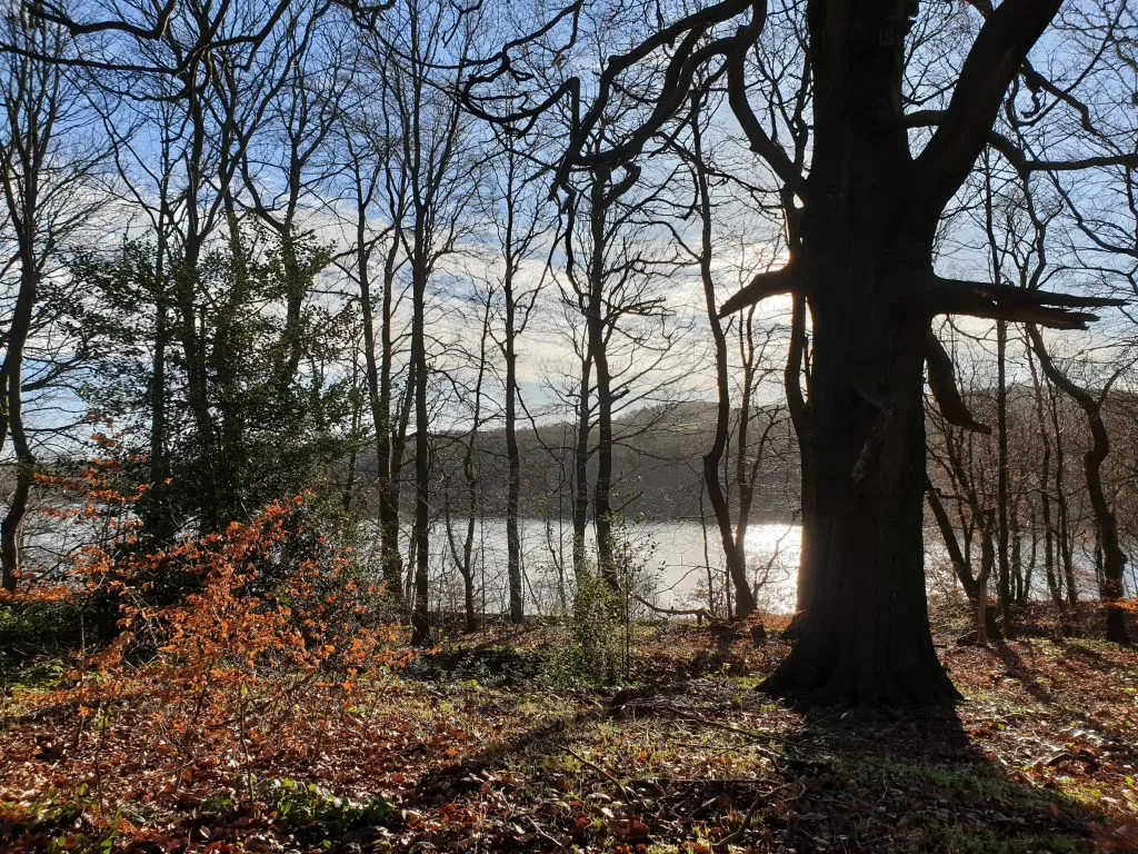 Woodland obscuring Underbank Reservoir, Midhopestones - Easy Circular Walk with Kids from The Wandering Wildflower