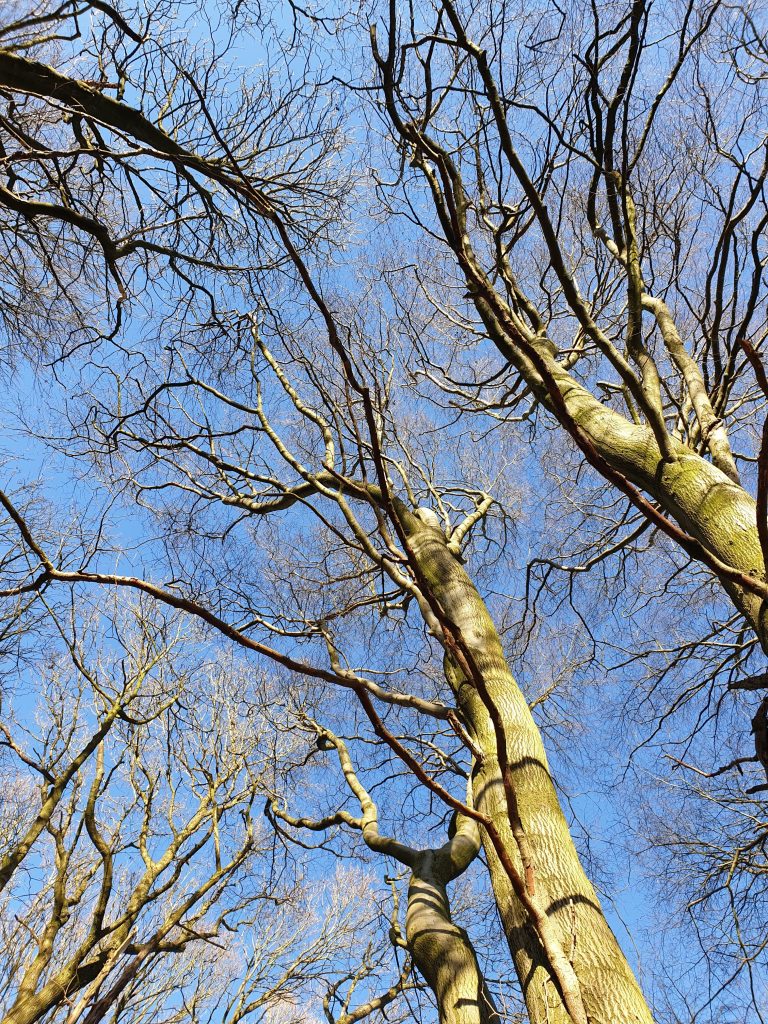 A view up through trees in winter to blue sky