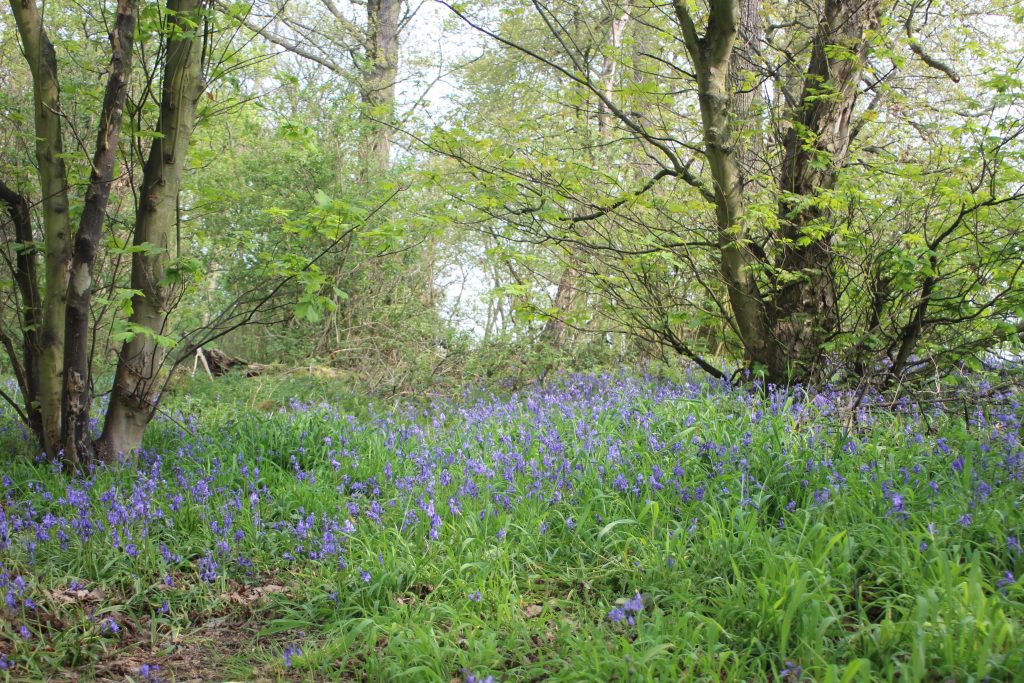 Bluebells in Holmfirth - where to find bluebells near Holmfirth by The Wandering Wildflower