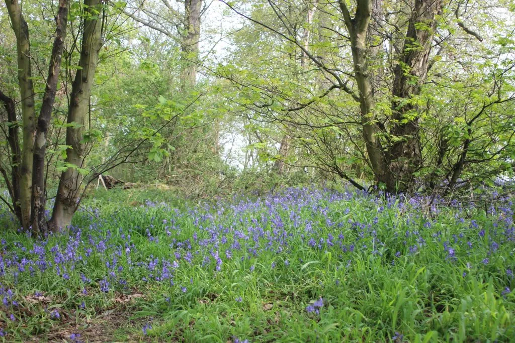 Bluebells in Holmfirth - where to find bluebells near Holmfirth by The Wandering Wildflower