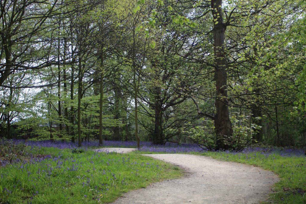 Bluebells in the woodlands at Nostell Priory - bluebell woods in Holmfirth by The Wandering Wildflower