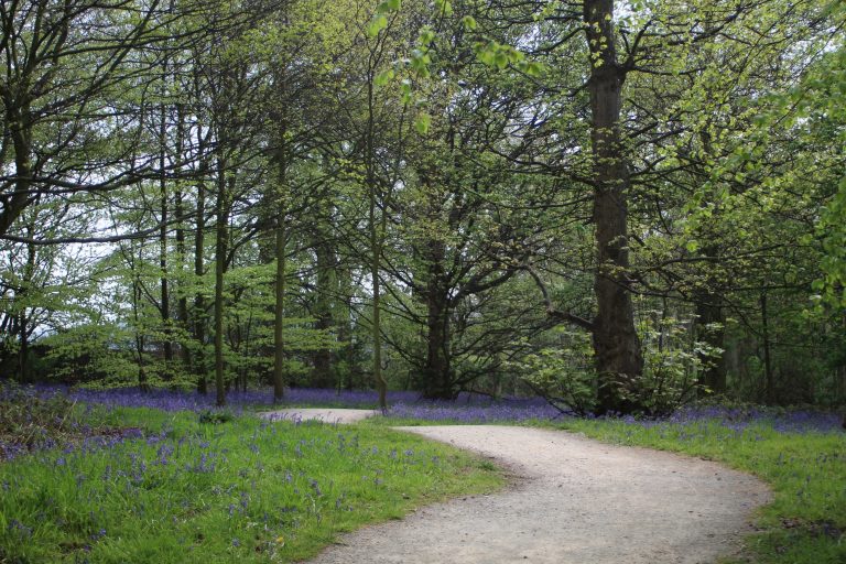 Bluebell woodland from a blog post about bluebell woods in Holmfirth by The Wandering Wildflower