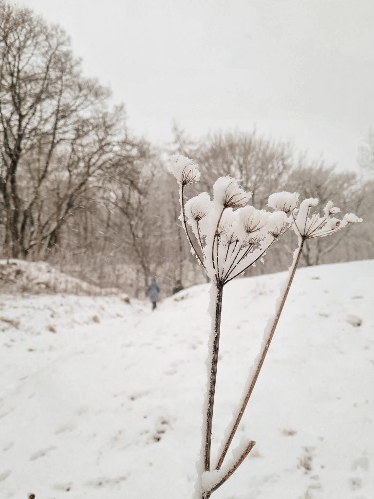 A snowy woodland scene with a frozen hogweed flower