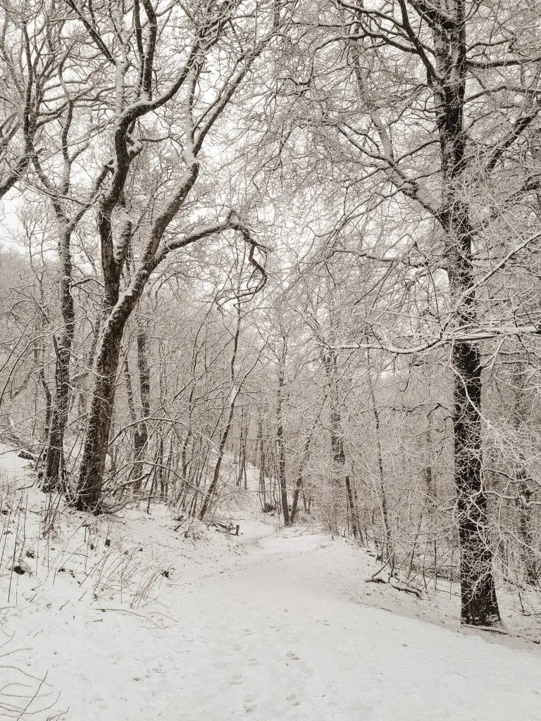 A snowy woodland scene from a blog post about a Grin Low and Solomon's Temple Walk in Buxton, Peak District by The Wandering Wildflower
