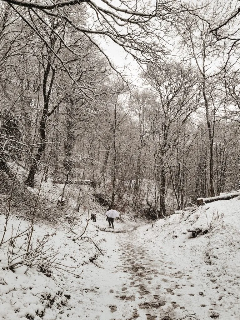 Lady walking her dogs in the snowy woods, carrying an umbrella - from a blog post about a Grin Low and Solomon's Temple Walk in Buxton, Peak District by The Wandering Wildflower