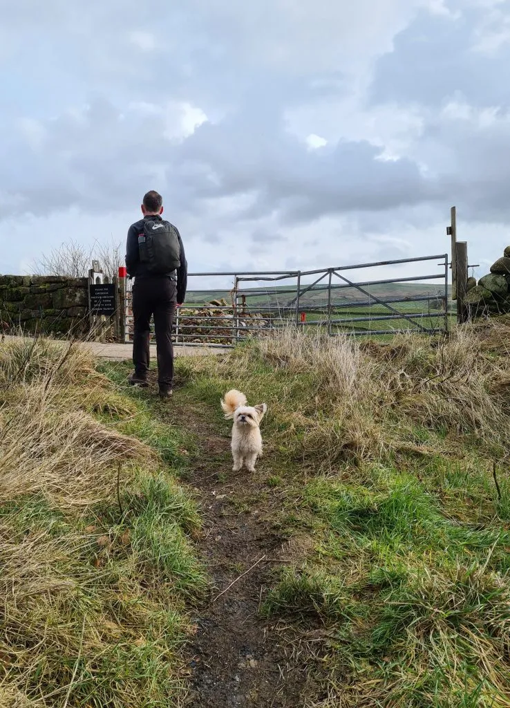 A cute mixed breed dog 