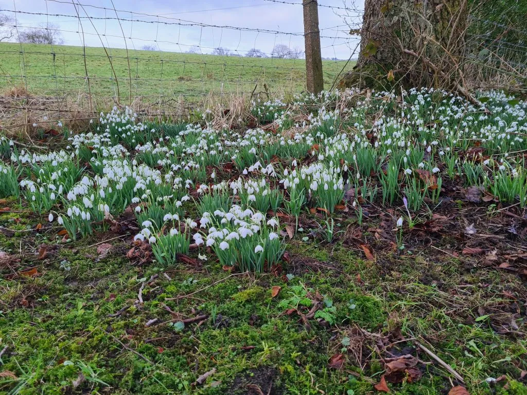 Snowdrops in Spring - Peak District Walks by The Wandering Wildflower
