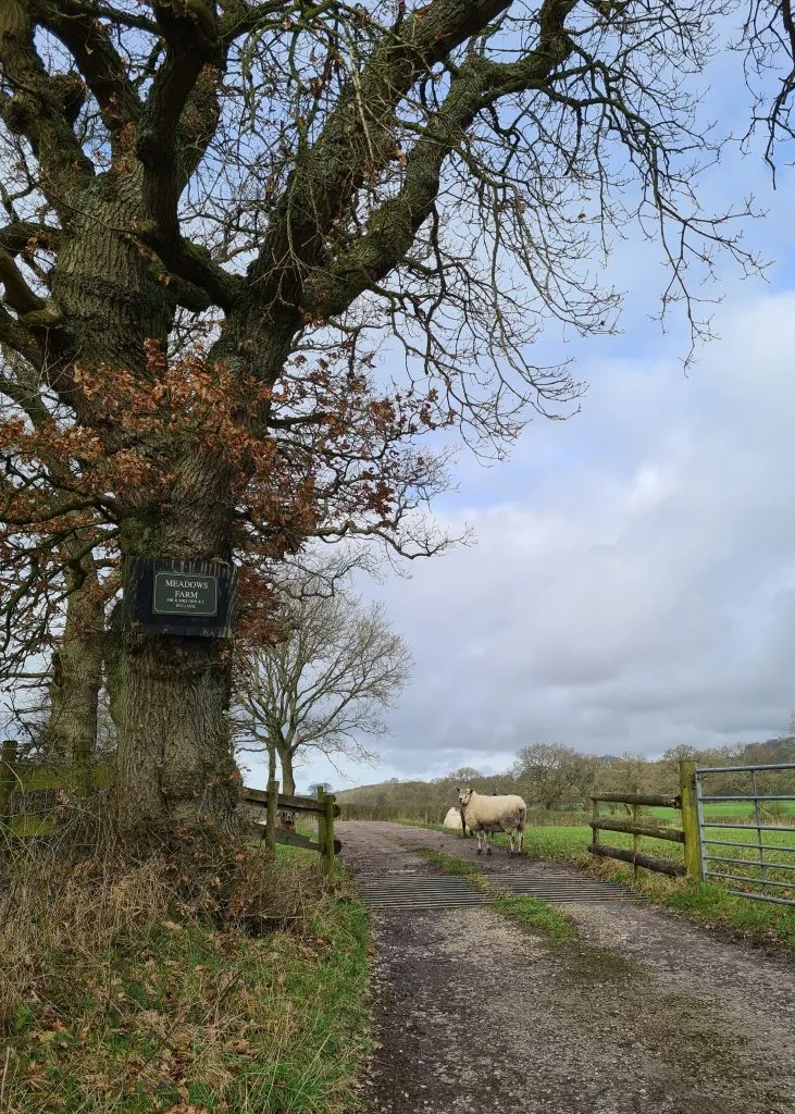 Sheep in the Peak District near a cattle grid