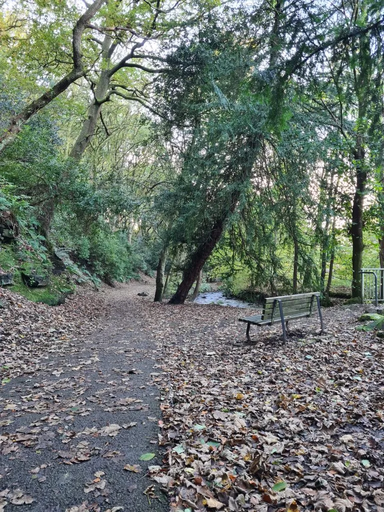 Wooden bench overlooking Thick Hollins Dike in Meltham Pleasure Grounds