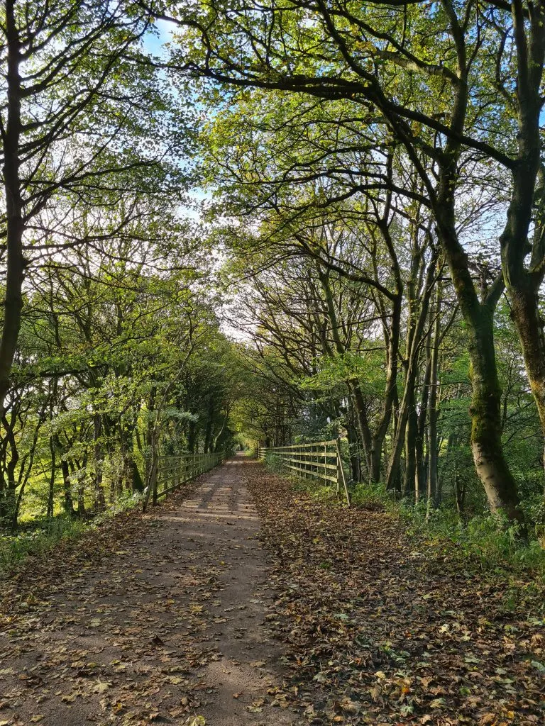 Wooded lane also known as Meltham Greenway