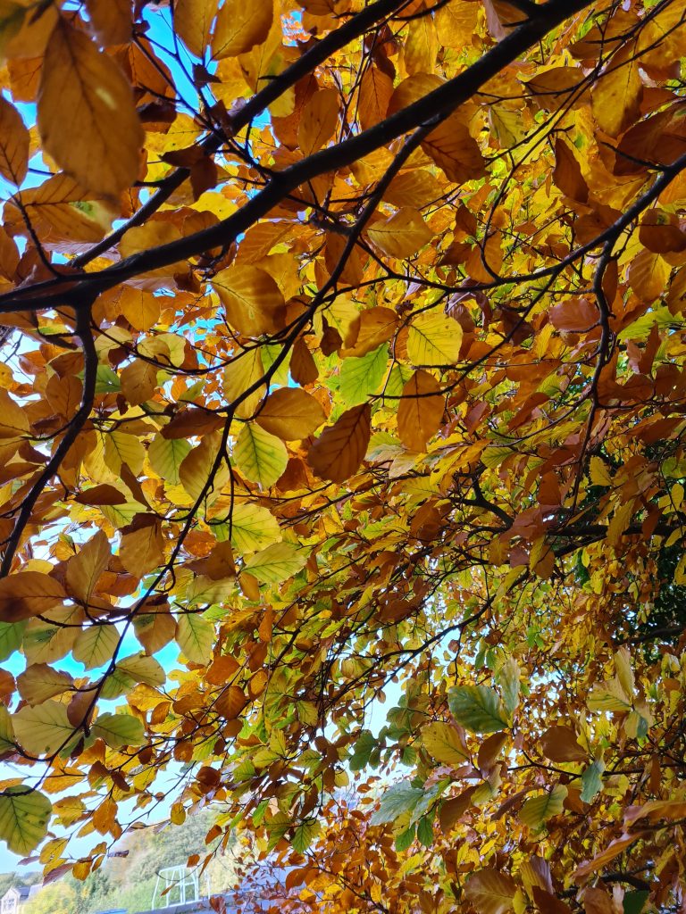 Autumnal beech leaves