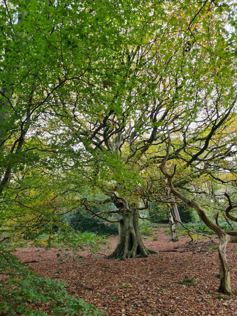 A walk in Honley Woods - ancient woodland in Holmfirth