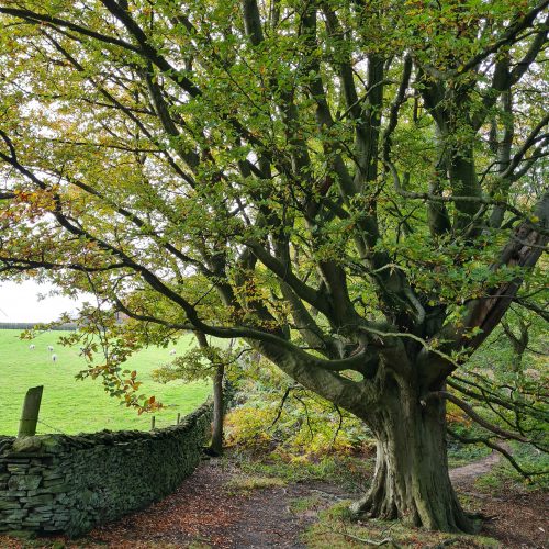 Honley to Meltham Circular Walk -A walk in Honley Woods - ancient woodland in Holmfirth