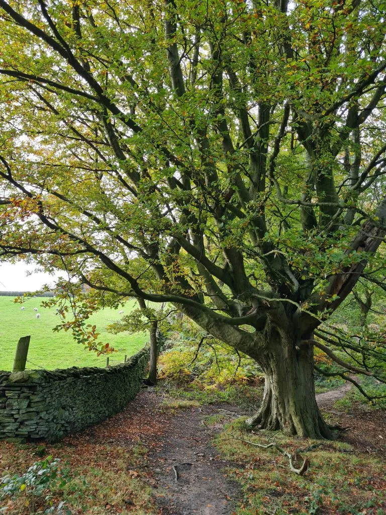 Honley to Meltham Circular Walk -A walk in Honley Woods - ancient woodland in Holmfirth