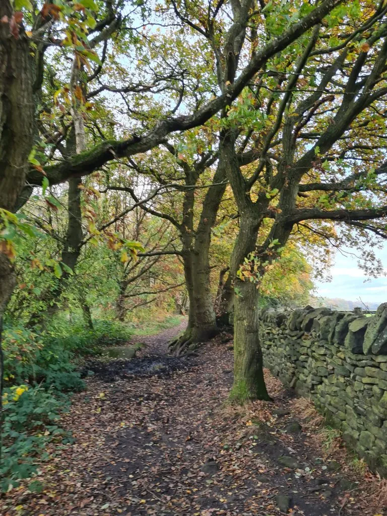 A walk in Honley Woods - ancient woodland in Holmfirth
