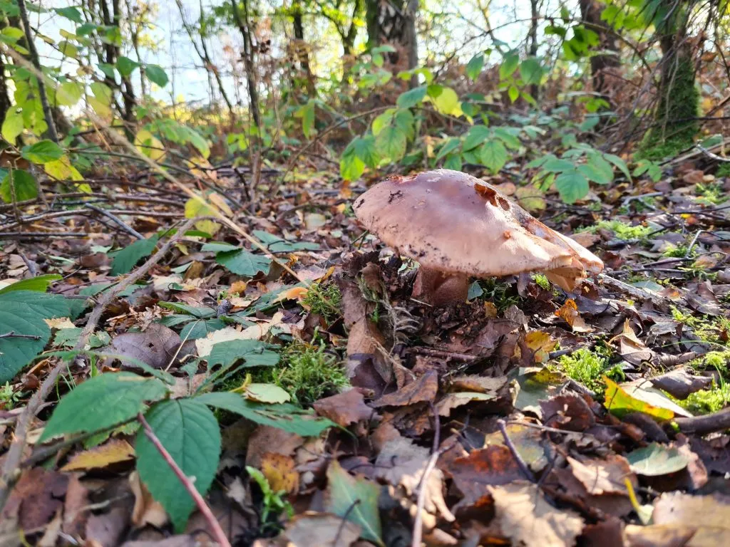 Woodland fungi - A walk in Honley Woods - ancient woodland in Holmfirth
