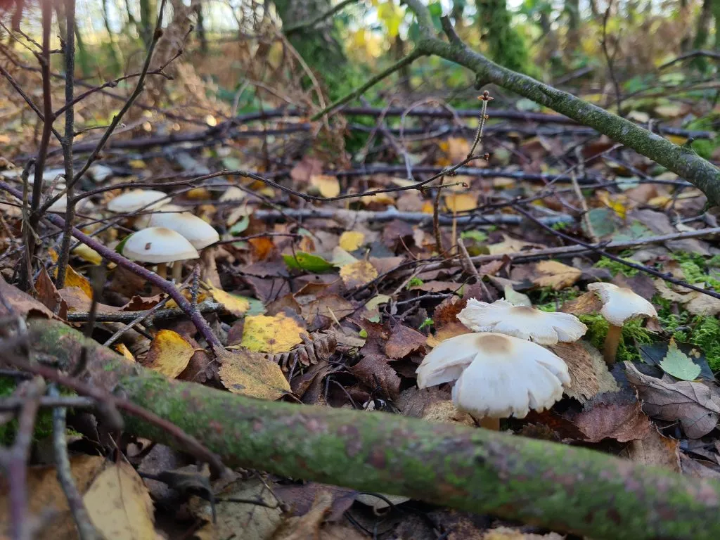 Woodland fungi - A walk in Honley Woods - ancient woodland in Holmfirth