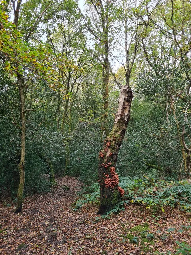 A rotting tree covered in fungus - A walk in Honley Woods - ancient woodland in Holmfirth