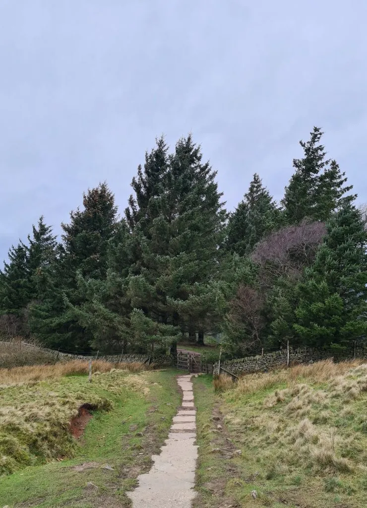Pathway leading into some trees