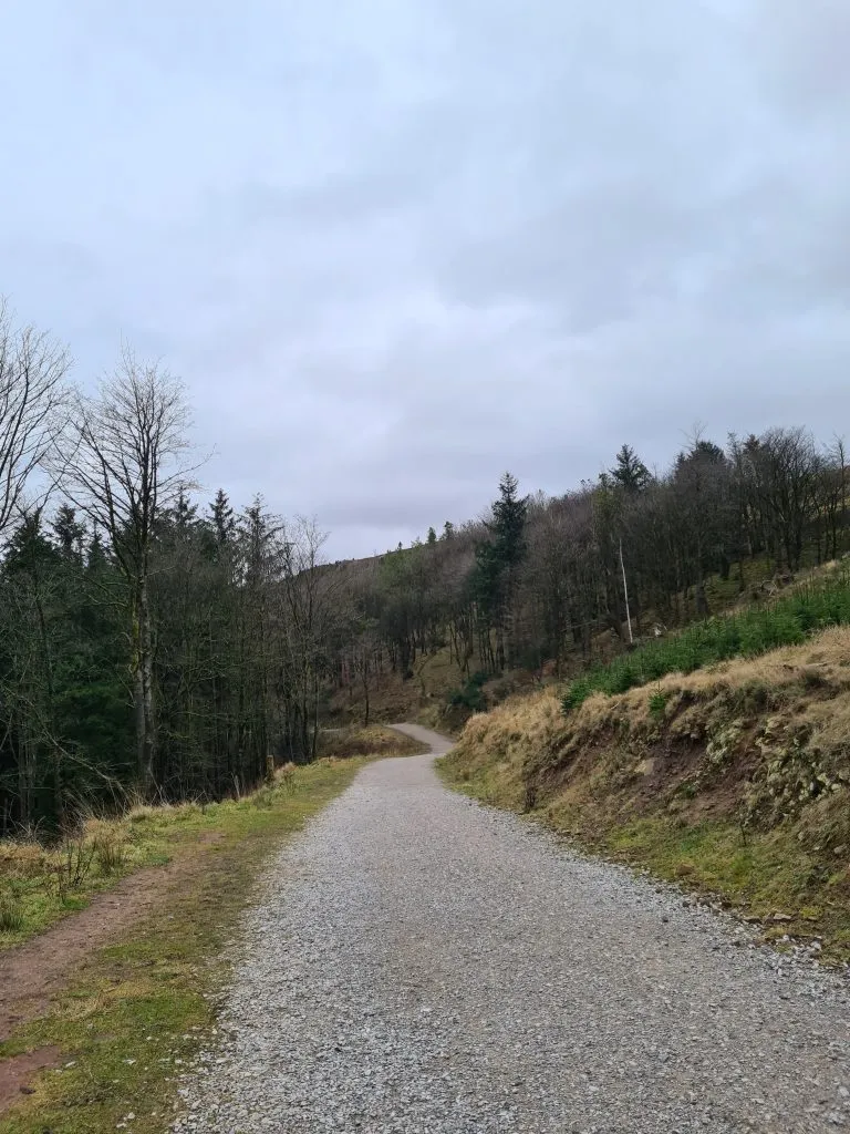 Winding pathway through pine woodland - Shutlingsloe circular walk via Whetstone Ridge by The Wandering Wildflower