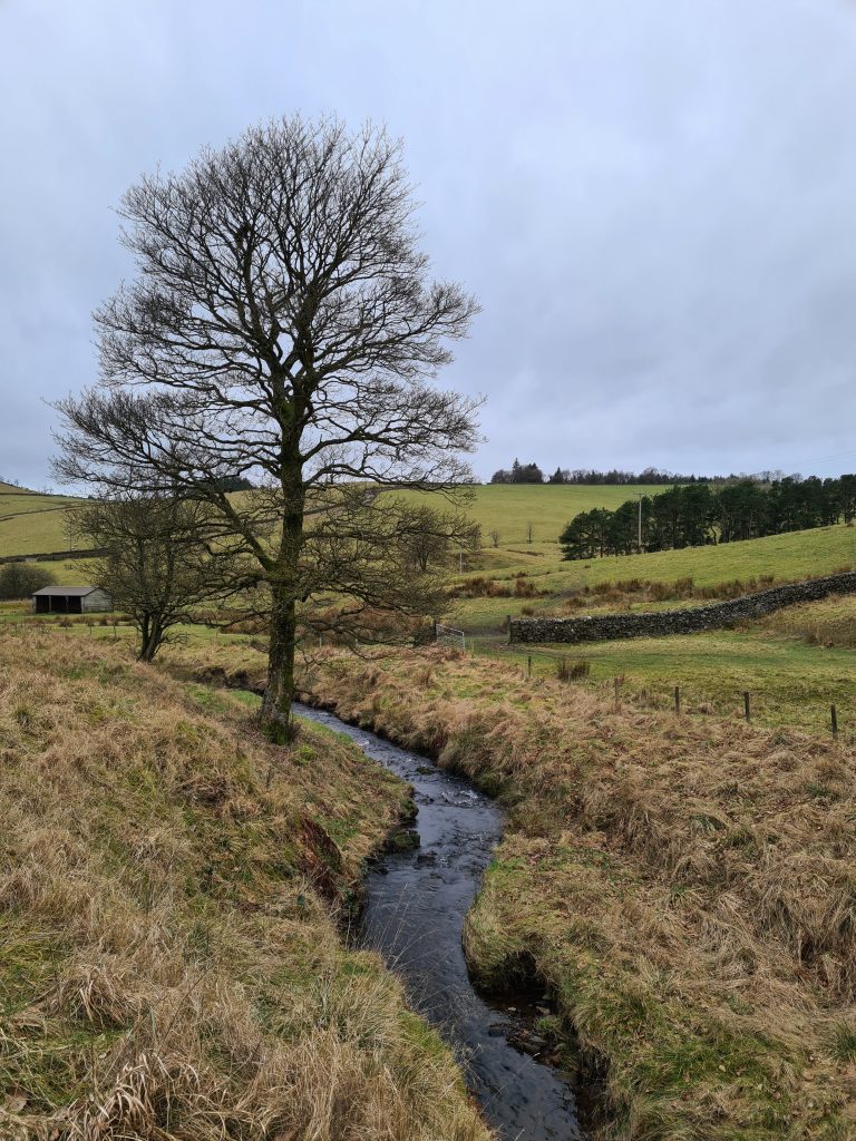 A lone tree and a stream in the Peak District National Park