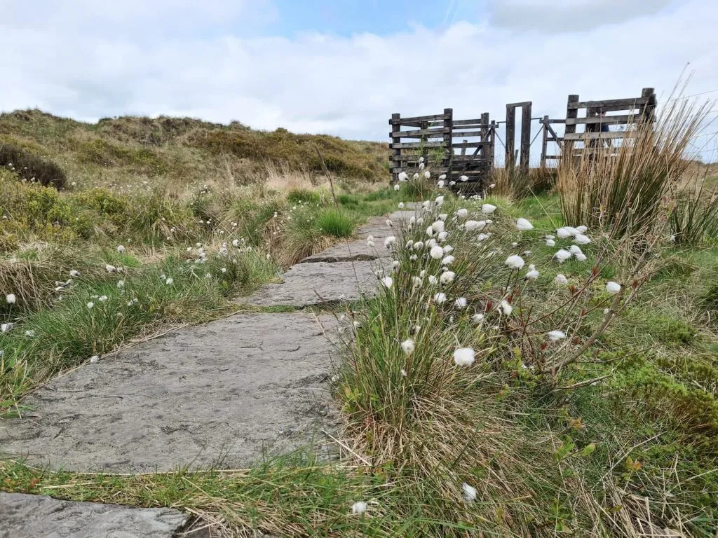 Paved sections of path along the moors of White Moss
