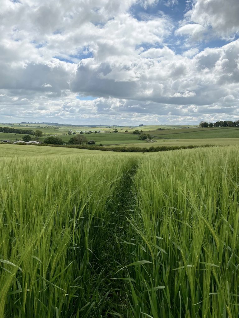 Views back through the barley field