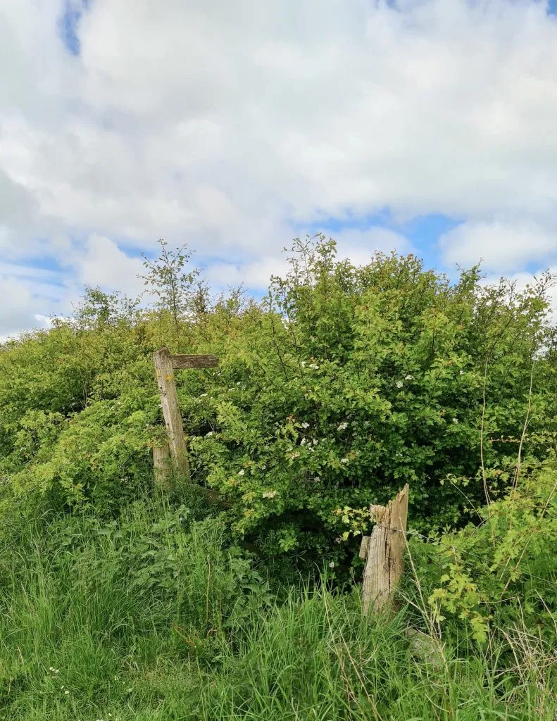A wooden footpath sign in a spring hedgerow in the Peak District