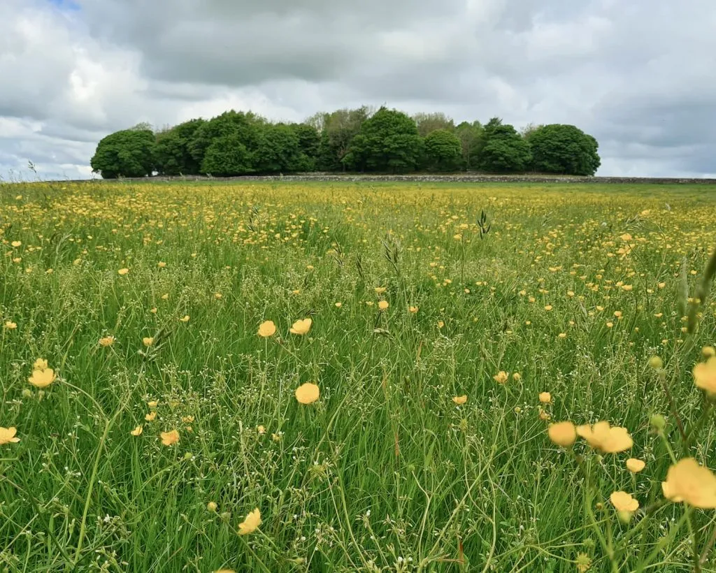The summit of Aleck Low surrounded by trees