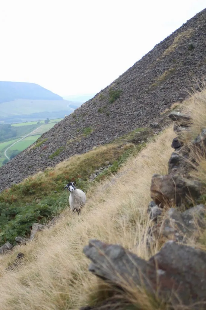 An inquisitive sheep peering over a wall
