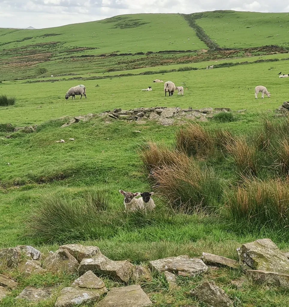Lambs hiding in the reeds on Sweet Hill