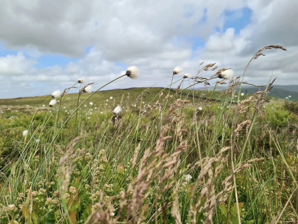 Wild flowers and grasses on Black Hill (Whaley Moor)