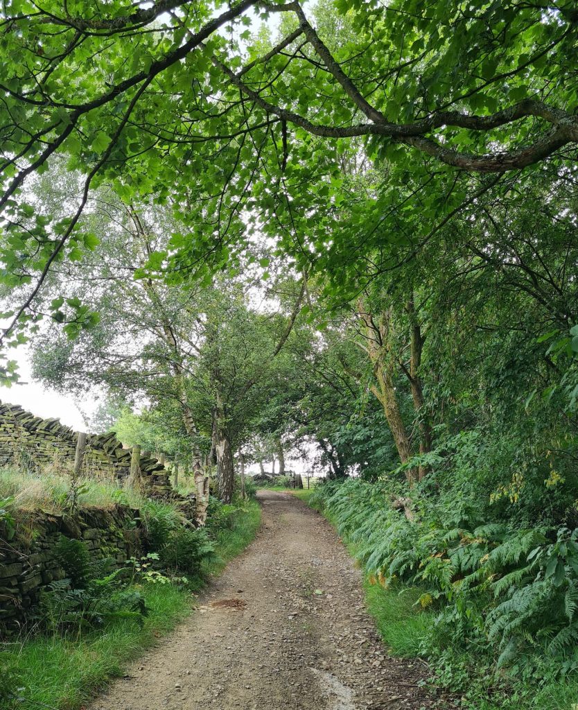 A lane through some woodland with overhanging trees