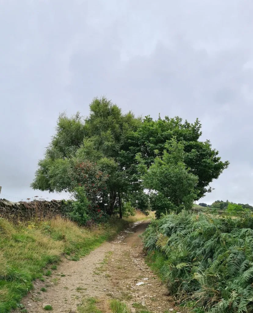 A rough stone farm track
