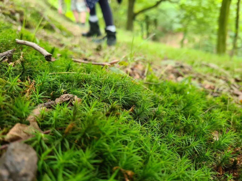 Star shaped sphagnum moss growing in the woods