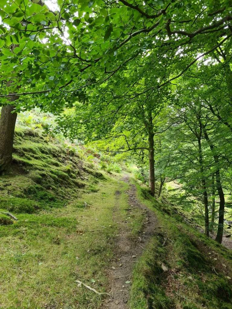 A woodland pathway