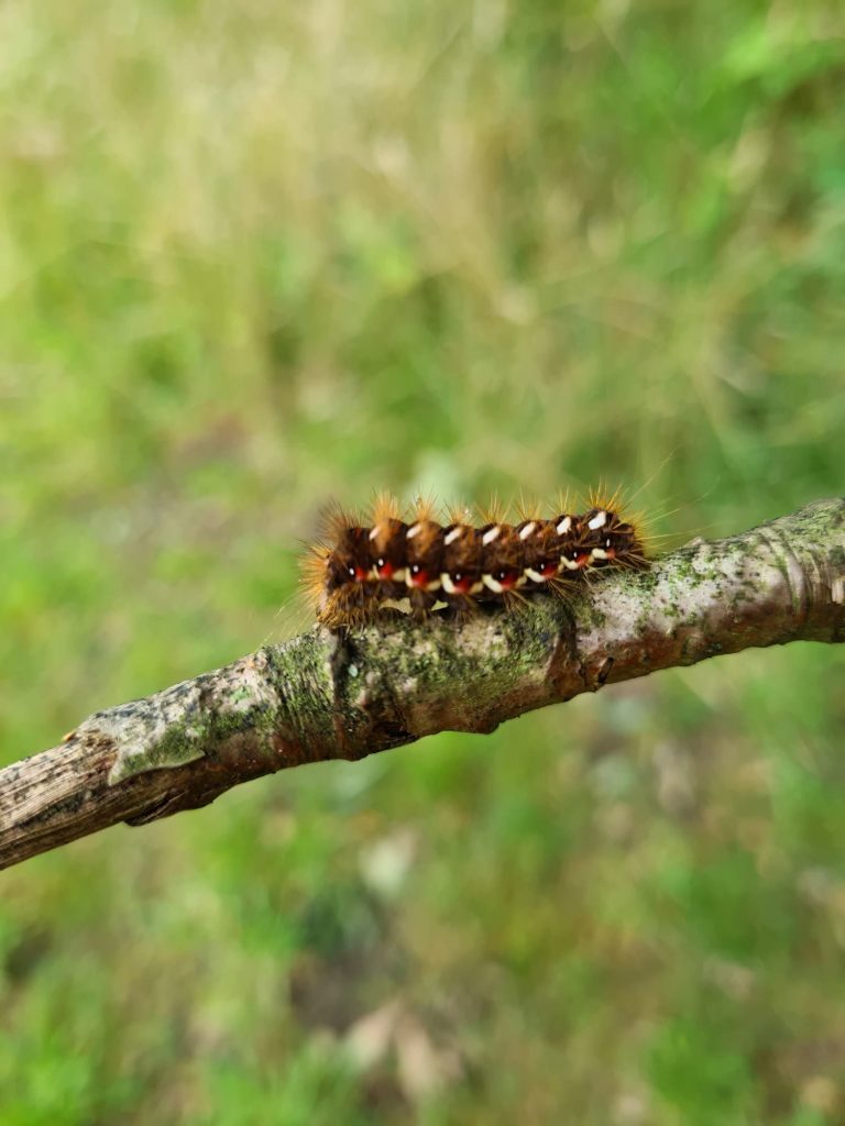 A caterpillar, unfortunately I don't know the species