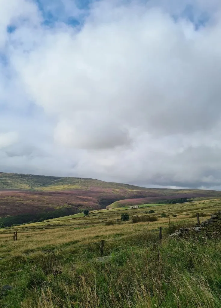 Black Hill, Holmfirth with a covering of purple heather