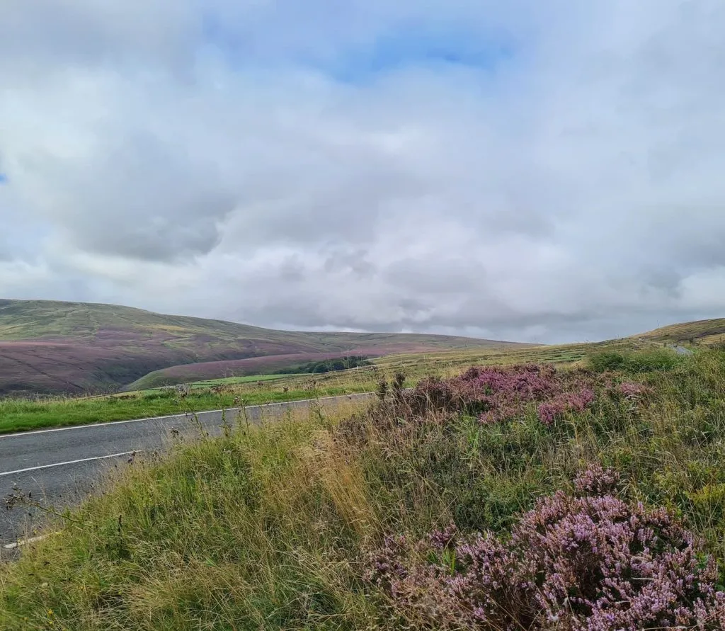 Purple heather covering moorland near Holmfirth
