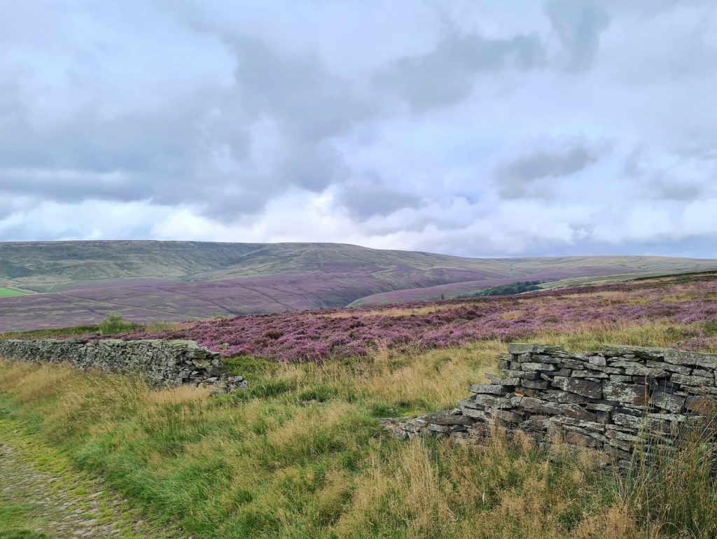 Purple heather covering moorland near Holmfirth