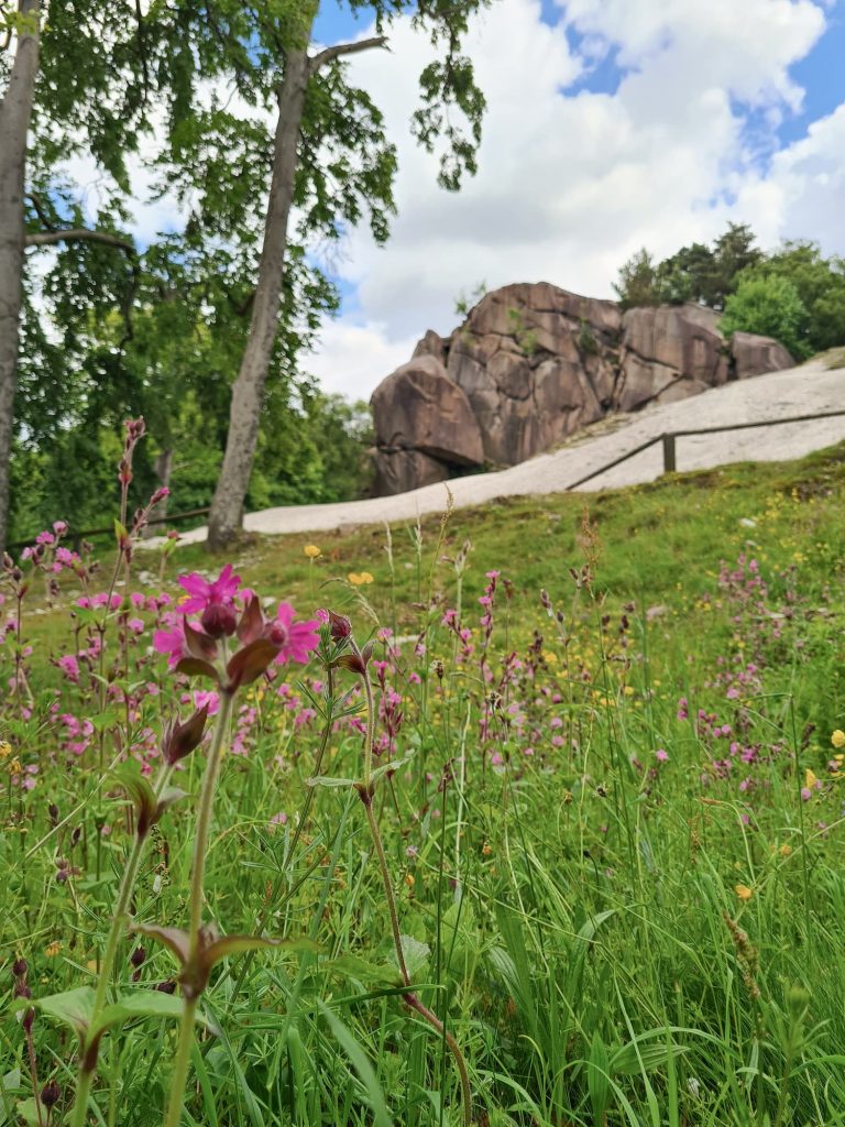 A view of Black Rocks with some spring wildflowers in the foreground