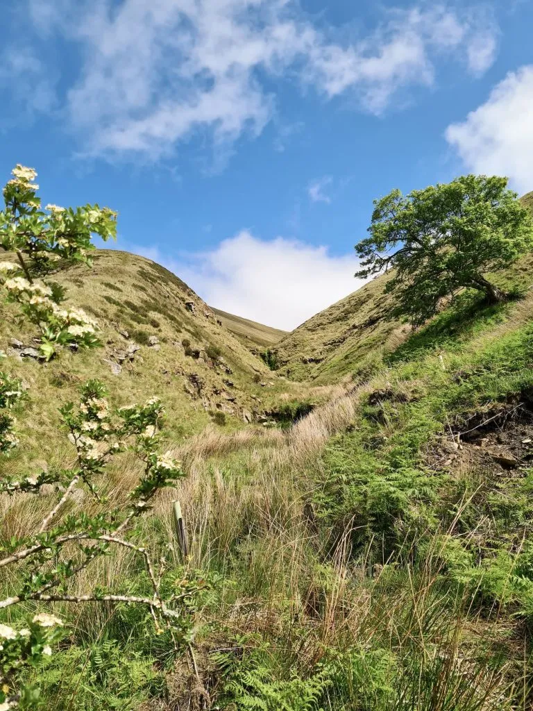 A moorland clough with spring vegetation.