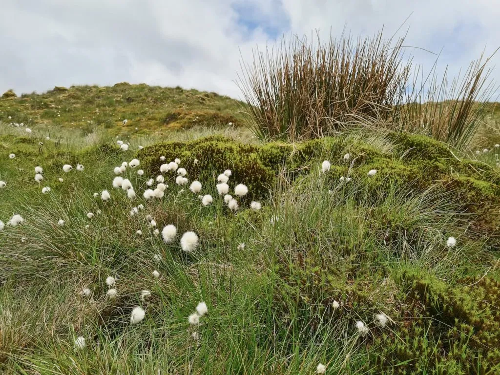 Spring moorland vegetation including hares-tail cotton grass and bilberries