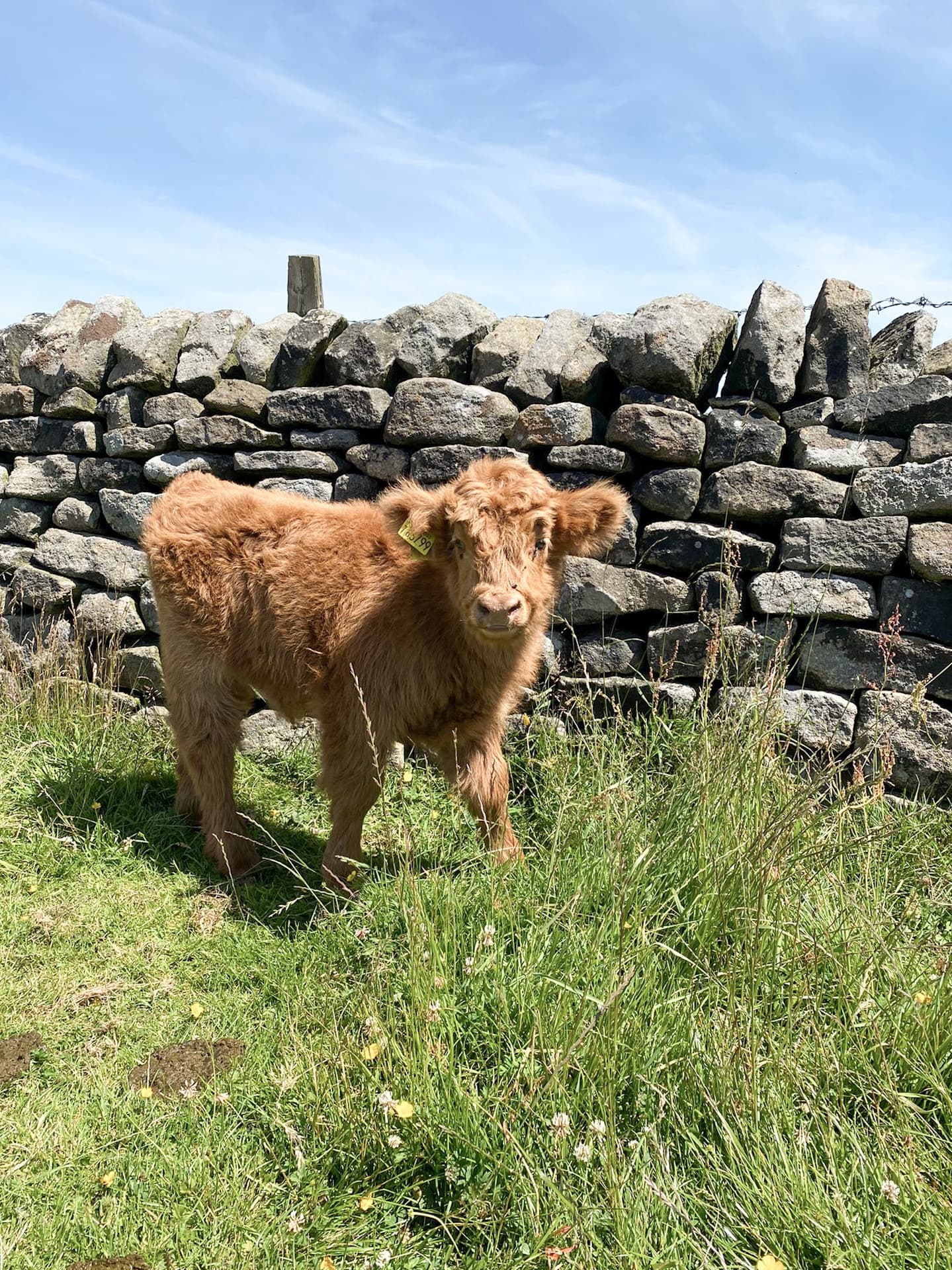 Baslow Edge Short Walk | 1.5 Miles | The Wandering Wildflower