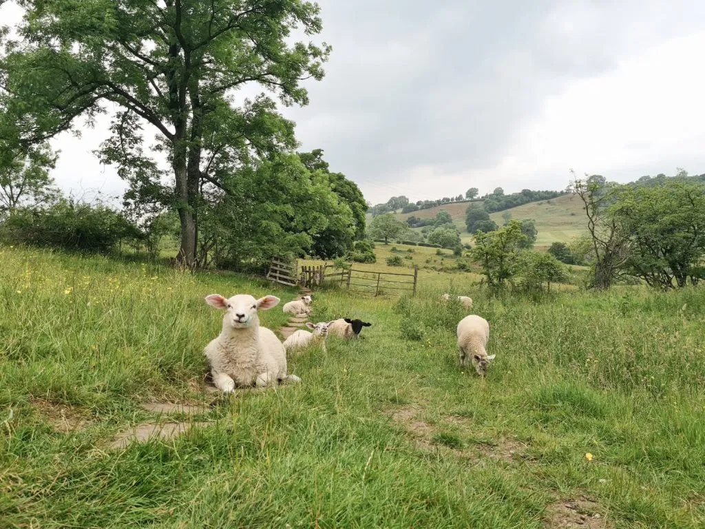 5 or 6 cute lambs laying down in a field