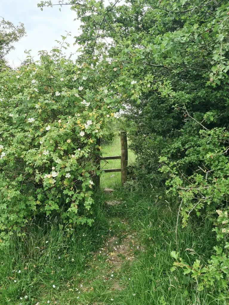 A wooden stile in an overgrown hedgerow with dog roses and hawthorn