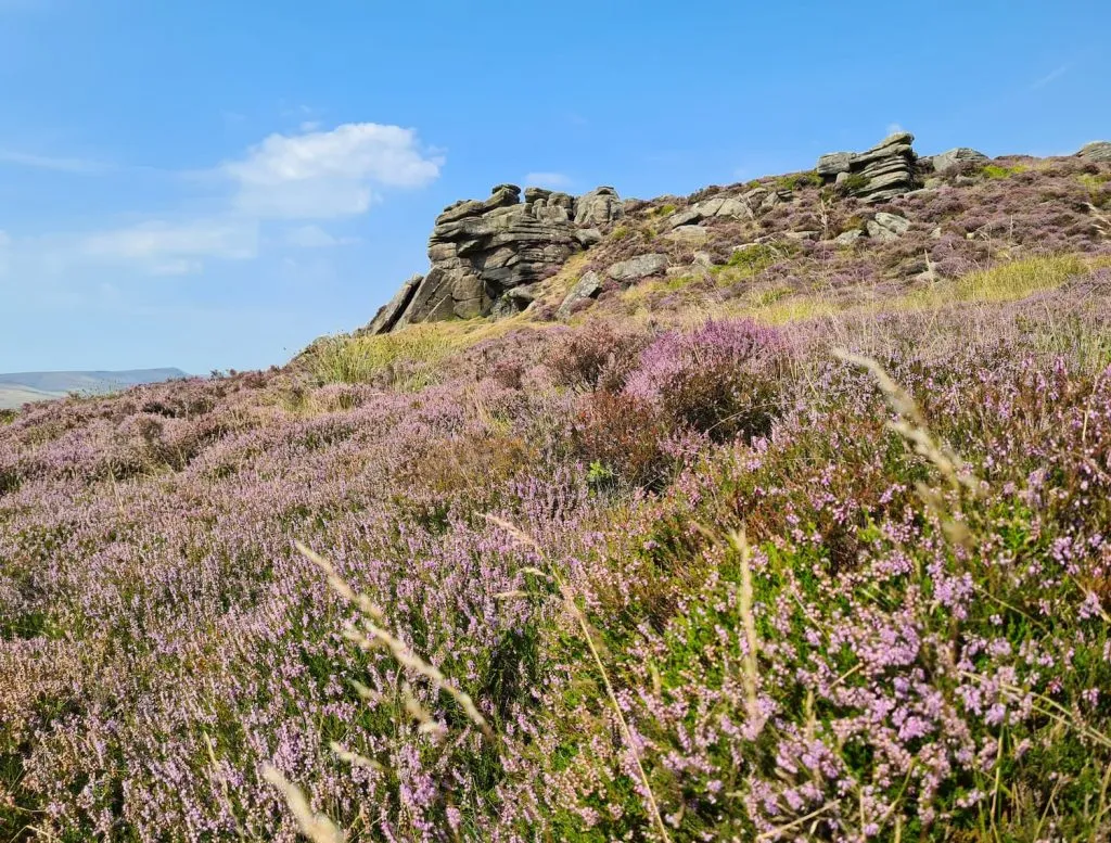 A heather filled Derwent Edge - The Wandering Wildflower
